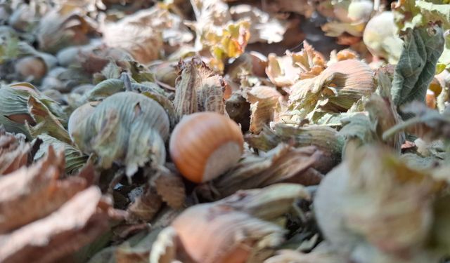 Türkiye yeni fındık sezonuna stoksuz giriyor