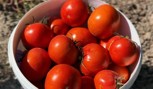 Sincan’da Eko Çiftlikte organik hasat başladı