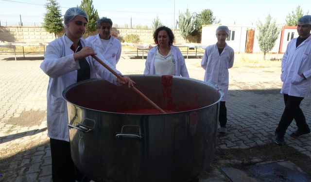 Malatya'da öğrenciler domates yetiştirip salça üretiyor