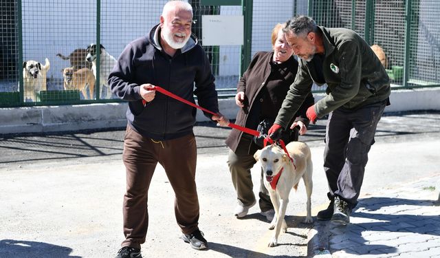 Mamak Belediyesi’nden sokak hayvanlarına modern padok