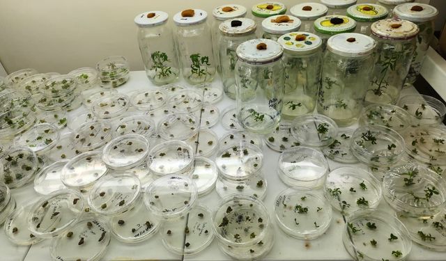 OMÜ’den CRISPR destekli domates projesi!