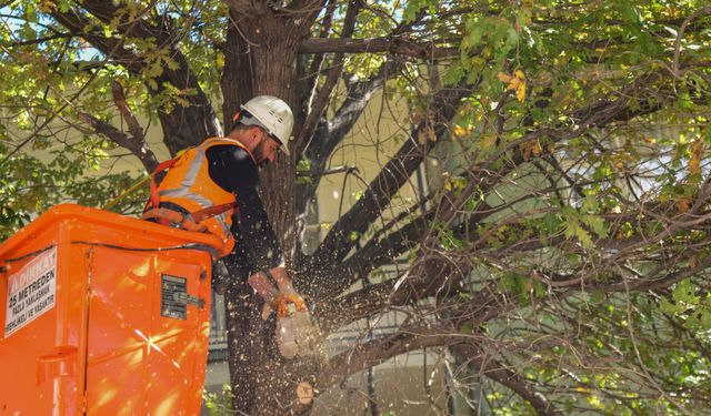 Mamak’ta ağaç budama çalışmaları başladı