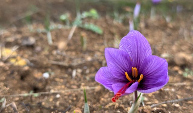 Dünyanın en pahalı baharatı safranda yeni sezon başladı