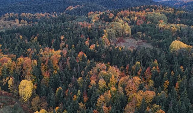 Sinop Sonbahar 'da rengarenk oldu
