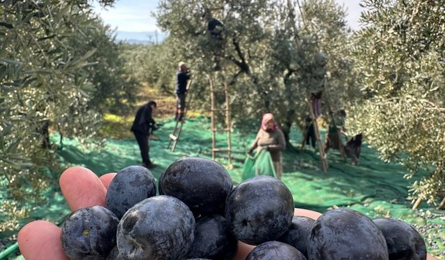 Gemlik zeytininin hasadını son yağışlar kurtardı