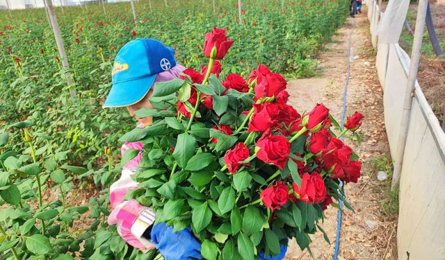 Adana’da gül seraları 416 dönüme ulaştı