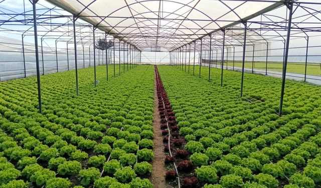 Kırklareli Tarım Müdürlüğü ekipleri seracılık alanlarını kontrol etti