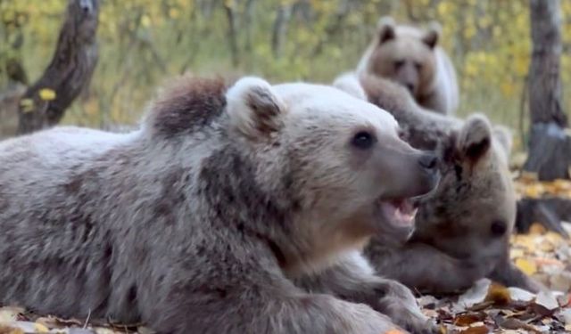 "Kırsalın boşalması yaban hayvanlarını şehirlere yaklaştırıyor"