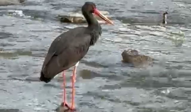 Karabük’te nadir görülen kara leylek görüntülendi