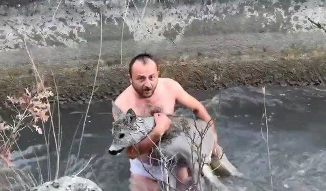 Su kanalına düşen karacayı vatandaşlar kurtardı