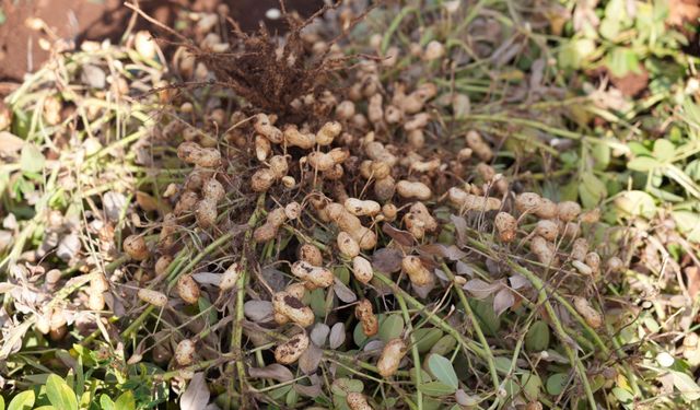 Adıyaman Üniversitesi’nden tarıma yeni katkılar