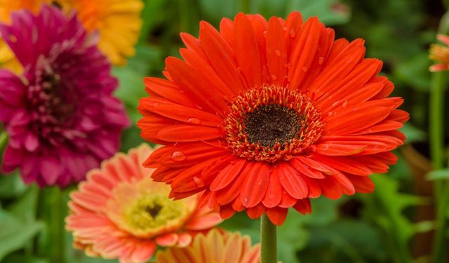 Gerbera çiçeği ne anlama geliyor?