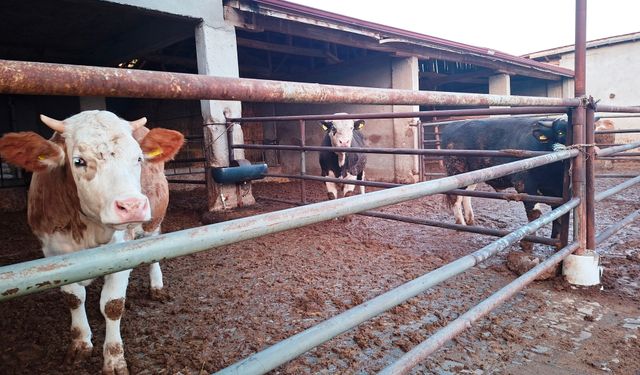 Kütahya’da şap hastalığı: İlçe genelinde tedbirler alındı