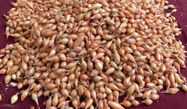 Soğan tohumunda çeşit seçimi ve iklim faktörü kritik