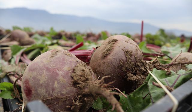 “Kırmızı elmas” üreticinin yüzünü güldürdü