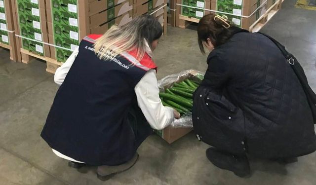 Çorlu’dan Hollanda’ya 19 ton salatalık ihracatı