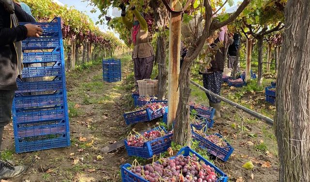 Sarıgöl Ovası’nda üzüm hasadında sona gelindi