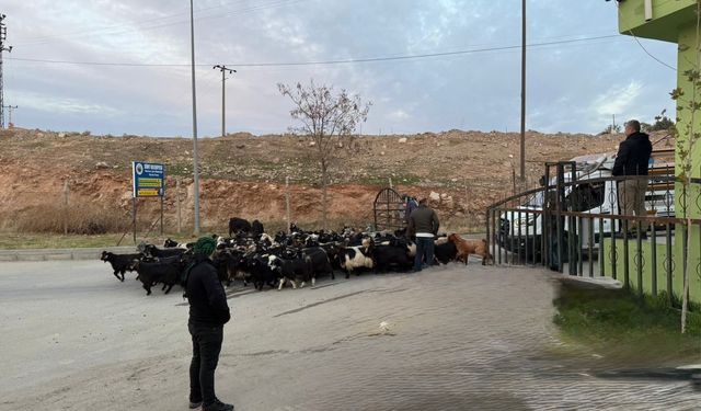 Siirt hayvan pazarı 2 Temmuz’dan sonra yeniden faaliyette