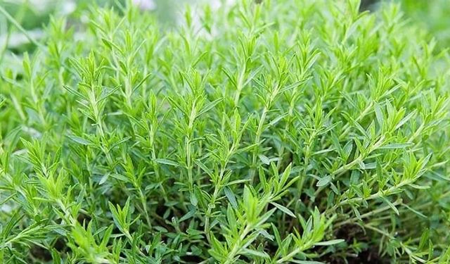 Tarhun nedir, tadı neye benzer, nasıl tüketilir?