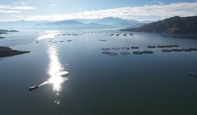 Tokat’ın barajında yetişen somonlar dünya sofralarında