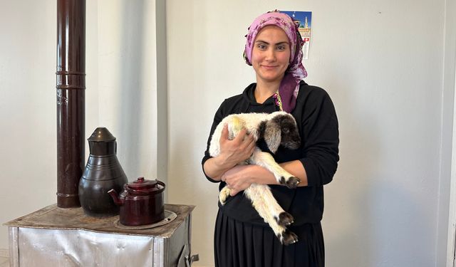 Annesiz kuzu “Umut” ailenin dördüncü çocuğu oldu