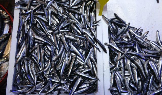 Türk hamsisi Avrupa sofralarında