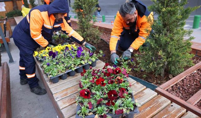 Çansera üretimi kışlık çiçekler Kızılay’ı renklendirdi