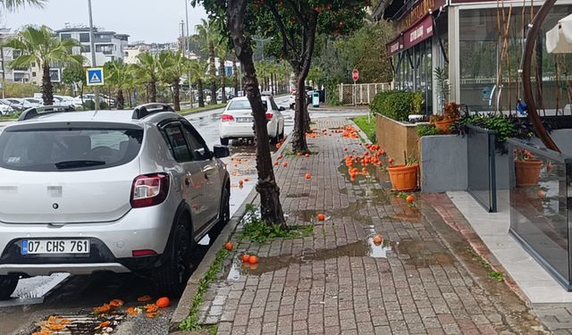 Manavgat’ta fırtına turunçları yollara savurdu