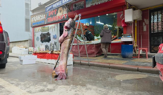 Edirne’de 2,40 metrelik ve 102 kiloluk yayın balığı şaşkınlık yarattı