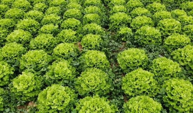 Şubat’ta zam şampiyonu marul oldu