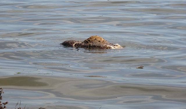 Pes dedirten görüntüler: Atatürk Barajı'nda hayvan leşleri