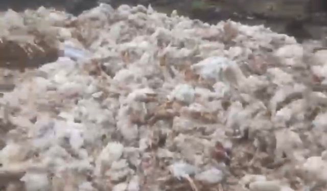 Tarsus’ta skandal: Ölü tavuklar ormanlık alana atıldı