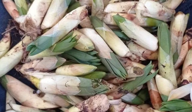 Besin değeriyle dikkat çeken çiriş otunda hasat başladı