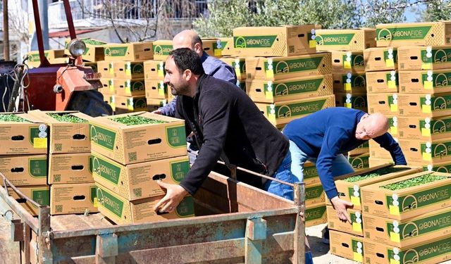 Manisa’da üreticiye 73 bin domates fidesi desteği