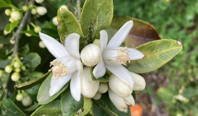 Mersin’de portakal çiçeği mevsimi başladı