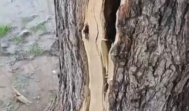 Kızıltepe’de yıldırım, dut ağacını ortadan ikiye böldü