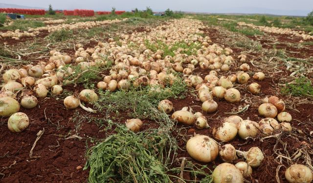 Hatay’da sınır hattında soğan hasadı bereketli başladı