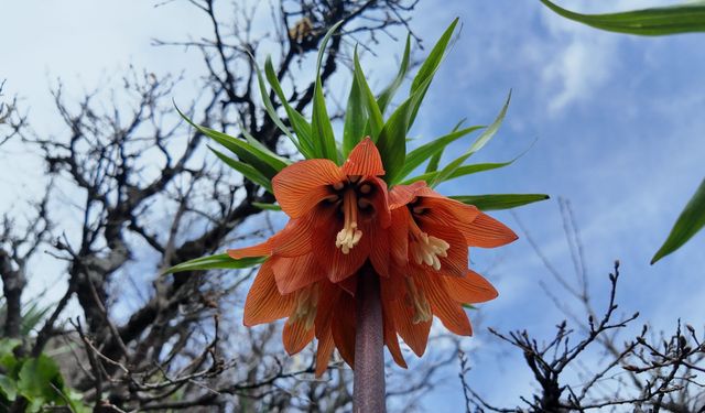 Bingöl'de ters laleleri koparmanın cezası 700 bin TL