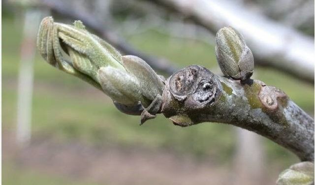 Cevizde antraknoz tehlikesi: Üreticilere uyarı