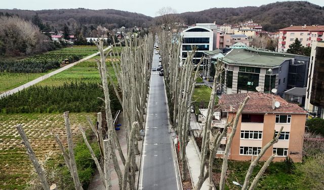 İstanbul’da çınar budama tartışması