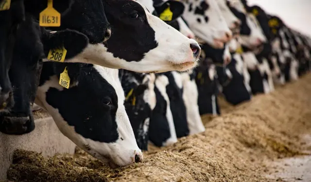 Köye dönüşte yeni dönem: Maaşlı çiftçilik başlıyor