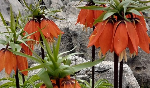 Diyarbakır Çermik’te ters laleler açtı