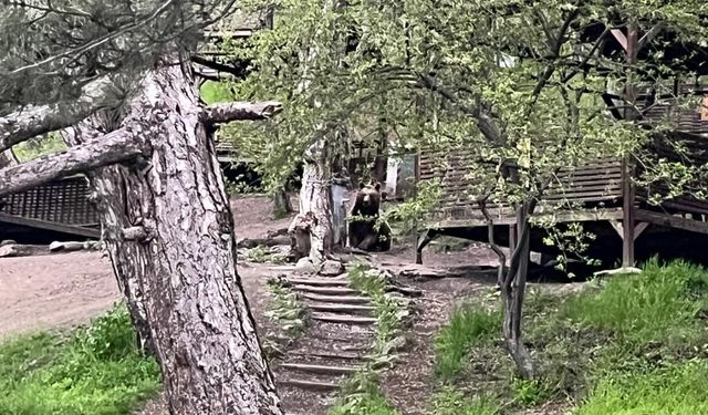 Soğuksu Milli Parkı’nda ayı ailesi görüntülendi