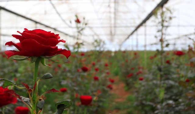 Seradan 20 TL’ye çıkan gül tezgahta 200 TL