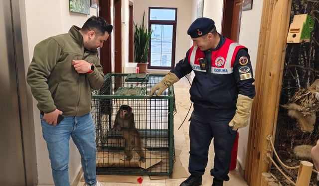 Yozgat’ta köy yolunda maymun bulundu