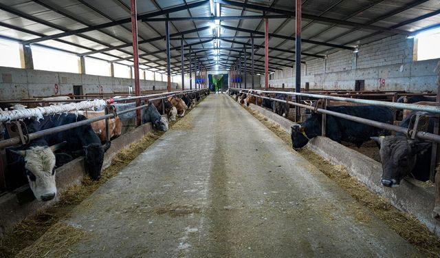 Canlı hayvanlarda üretici fiyatı yüzde 37,41 arttı