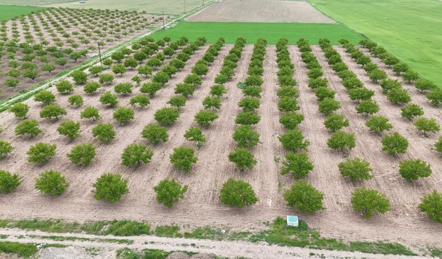Malatya’da Zirai don kayısı üretimini olumsuz etkiledi