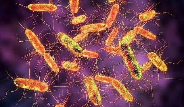 Salmonella nedir, belirtileri neler?