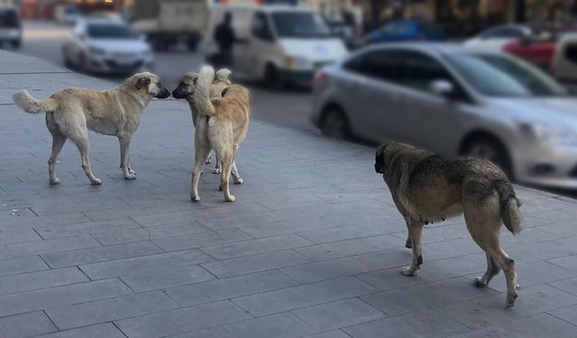 Yılbaşına kadar tüm sahipsiz köpekler barınaklarda olacak