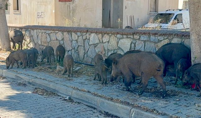 Bodrum’da domuz sürüsü şaşkınlık yarattı